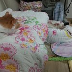 진정한 개냥이 홍이입니당~