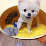 [강아지포도] 흔녀와 강아지 <b>포도</b>의 일상 9탄