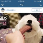 레인보우재경 반려견 마카롱 인스타그램 쩌는듯 ㅠ