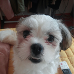 얘는 견<b>종이</b> 뭘까요?