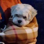 부산 말티즈 찾습니다