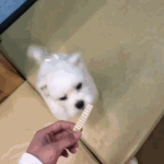 [EXO] 오늘 산체랑 <b>벌이</b>나와?