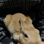 [토순토실] 올망졸망 <b>아기토끼</b> <b>아기</b>자기-토순이