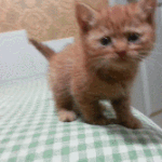 [순금순금] 귀욤둥이 순금이~ <b>움짤</b>  ^-^