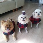 [유기견] 사지말고 입양하세요!