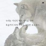 [EXO] <b>늑대</b>얼굴도잘생기고하는것도ㄹㅇ멋짐