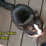 [까미] <b>넉</b>살좋은 길고양이 까미 두번째.