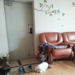 (귀염주의) 비숑 까꿍이 멍<b>무룩</b>....  >ㅡ<