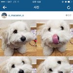 레인보우 재경 강아지 마카롱 롱롱롱 귀여워용 >< 인스타그램도 있네요...