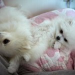 [댓글부탁해] 이렇게 귀여운 강아지는 처음이에요..