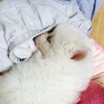 [초보<b>견주</b>] 제발 도와주세요 ㅠㅠㅠ