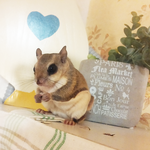 가지마을의 호빗 하늘다람쥐 두루와 뭉실이 내외에요^^