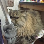 [충이묵이] 멍충이 미용 <b>before</b> &amp; after