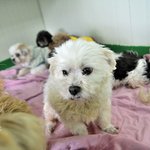 개장수에게 끌려가 혹독한 겨울을 보냈던 바바