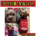 [유기견] [부산 요크셔테리어] 한글이를 찾아주세요.