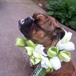 주인 결혼식 참석한 반려<b>견들</b>