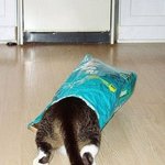 나만의 공간이 <b>필요</b>한 고양이들