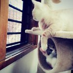 [뭉이사랑] [뭉이별이] 사이좋은 남매냥의 캣타워대란