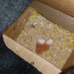 [앵무새] 또<b>식이</b> 2세가 알에서 태어났어요!!!