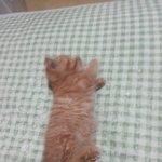 [<b>순금</b>순금] 짧뚱이 <b>순금</b>이가 길어지는 과정>_<