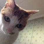 조카 고양이 <b>안산시</b>