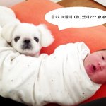 [<b>노견</b>만세] 페키니즈 시원이는 15살