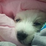 [EXO] 우리집강아지못생겼어