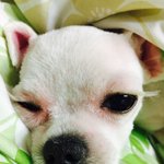 [EXO] 우리집강아지한장더