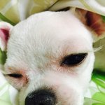 [EXO] 아까그초록색이불<b>강아지</b>!