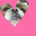 [EXO] 우리집챠코 하이파이브 할줄 앎