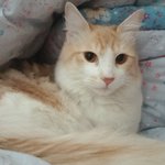 [<b>라일락</b>] 폭풍성장의 바람직한 예!!