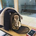 아주오랜만에 돌아온 스카프뭉치 4탄