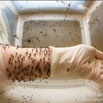 [EXO] 모기 <b>임상</b>실험 사진이래ㄷ