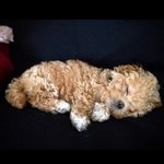 토이푸들 <b>미미</b> 점점 사람같아져요