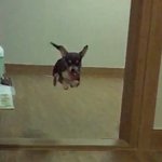 [겸둥이] 강아지가 <b>신날</b>때