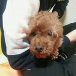 [EXO] 야우리할머니 한 3개월전에 개를<b>입양</b>했는데ㅋㅋㅋㅋㅋㅋㅋ