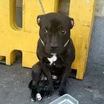 [검객] 눈물 흘리는 개