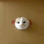 [EXO] 아우씨 여기 <b>발동</b>안걸리네