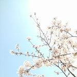 거룩한 성 예루살렘 하늘 어머니*하나님의교회(안상홍증인회)