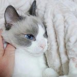 [EXO] 이 고양이 완전 <b>미묘</b>아님?