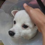 <b>친척</b>누나가 강아지데려올때마다