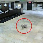 [검객] 주인을 찾아 온 개