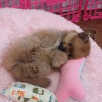 <b>포메라니안</b> 밍키에요!!