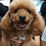 [길순나르] 멍멍이와 고냥이