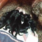 [말티푸] 나의<b>꼬물</b>이들..