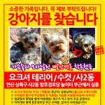 안산에서 <b>수컷</b> 새끼 요크셔 찾습니다. ㅠㅠ