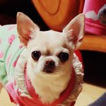 [꽃님방울] 사고뭉치 꽃님이와 애교쟁이 방울이