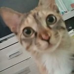 [ 귀여움 주의! ] 노트북이 너무 좋은 킁킁이