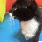 우리집으로 들어온 귀염<b>둥이</b> 톰..