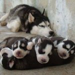 사랑스런 <b>다둥</b>이 반려견 가족